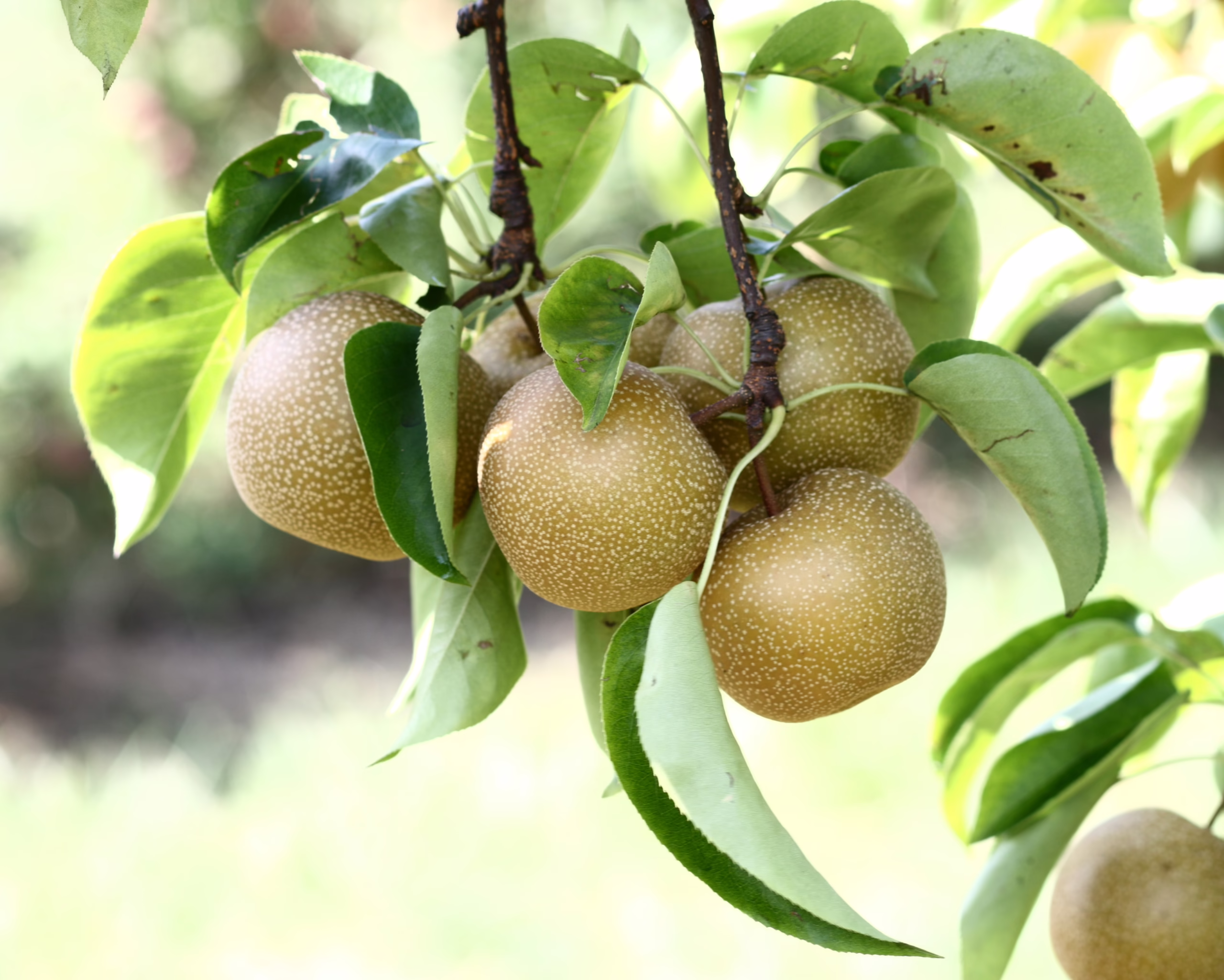 Cluster of ripe ‘Hosui’ Pears. Tan fruit with speckled skin hangs among green leaves on a tree branch.