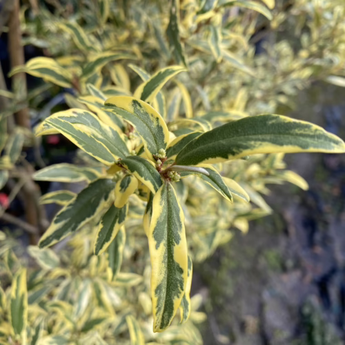 Phebalium squameum ‘Illumination’ close-up: variegated green-yellow leaves on a small shrub, showcasing its bright, illuminating foliage.