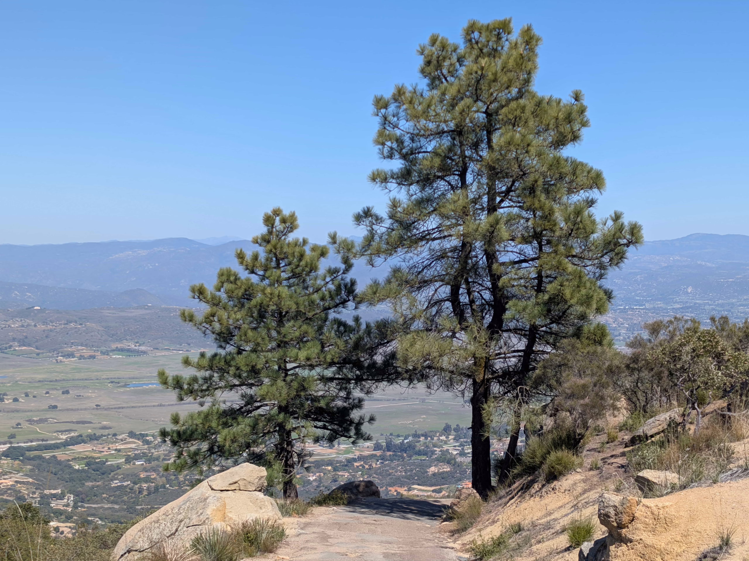 Two Pinus coulteri trees stand tall on a hillside, overlooking a valley with distant mountains under a clear blue sky.