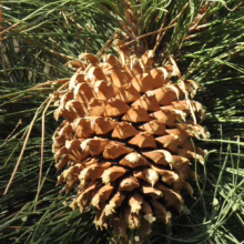 Pinus coulteri cone, a large, brown pine cone with sharp scales, nestled among green needles on the tree.