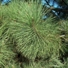 Pinus coulteri pine needles, a dense cluster of long, vibrant green needles on a branch against a blue sky.