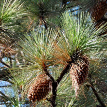 Pinus coulteri pine branches with long green needles and heavy, textured pine cones. Picea coulteri details visible.
