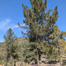 Mature Pinus coulteri, or Coulter Pine, with dense green needles against a clear blue sky in a natural setting