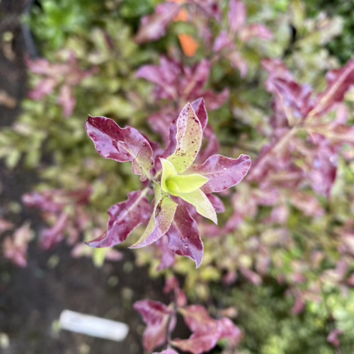 Pittosporum tenuifolium 'Zen' close-up showing vibrant variegated leaves: glossy burgundy and lime green foliage