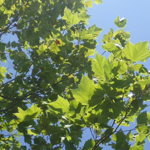 Sunlit canopy of Platanus x acerifolia ‘Pyramidalis’ with vibrant green leaves against a clear blue sky.
