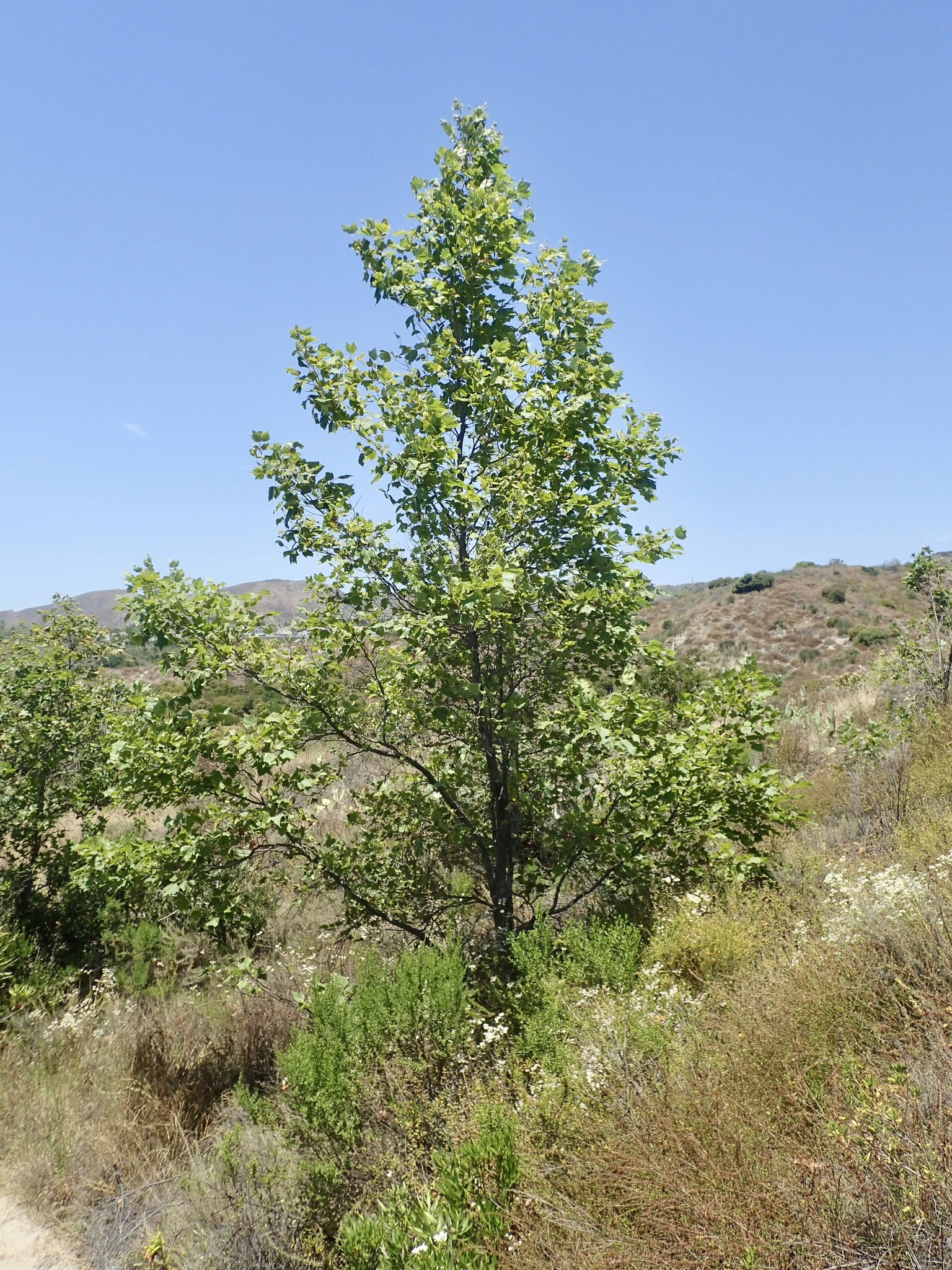 Platanus x acerifolia ‘Pyramidalis’ tree with dense green foliage and pyramidal shape, growing in a natural, outdoor environment