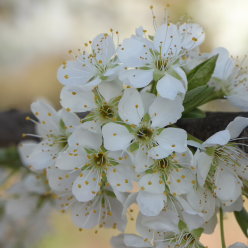 Plum ‘Burbank’ blossoms: Clusters of white flowers with yellow stamens bloom on a branch, signaling springtime