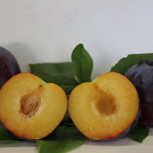 Ripe Plum ‘Fortune’: Dark purple skin, golden flesh, and green leaves. One plum is cut open to show the pit.