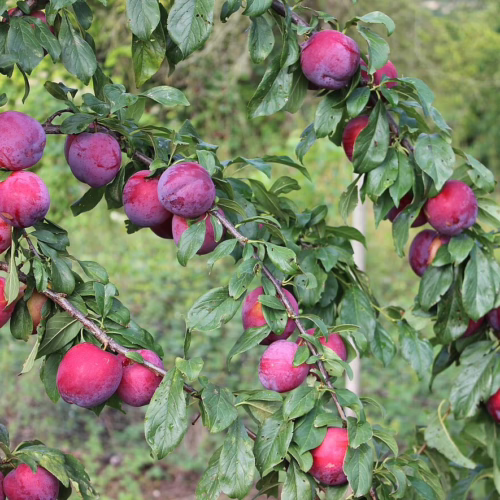 Branches laden with ripe, reddish-purple Plum ‘Fortune’ fruits amid green leaves, ready for harvest.