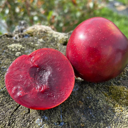 Plum ‘Omega’: One whole, one halved to reveal deep red flesh. Fresh fruit on mossy surface.