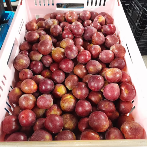 Crate of Plum ‘Omega’ fruit. Round, reddish-purple plums, some with yellow spots, freshly harvested.