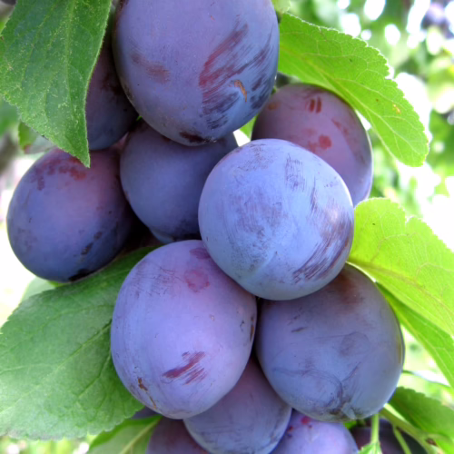 Ripe Plum ‘Purple King’ cluster on the tree. Deep purple fruit with a powdery bloom, surrounded by vibrant green leaves.