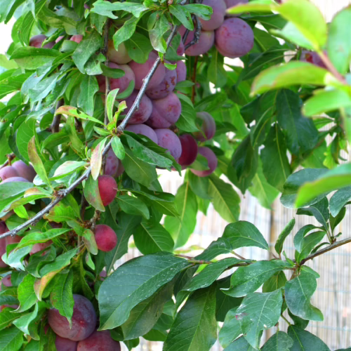 Plum ‘Satsuma’ fruit ripening on a tree branch, showcasing deep red-purple skin and lush green leaves, ready for harvest.
