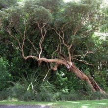Fuchsia excorticata tree with distinctive peeling bark, leaning gracefully with spreading branches and dense green foliage