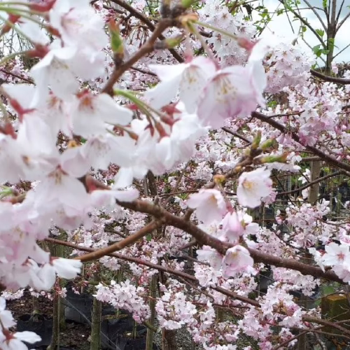 Prunus x subhirtella 'Peggy Wilson' cherry tree in full bloom, showcasing delicate pale pink and white blossoms on branching limbs, creating a stunning spring display.