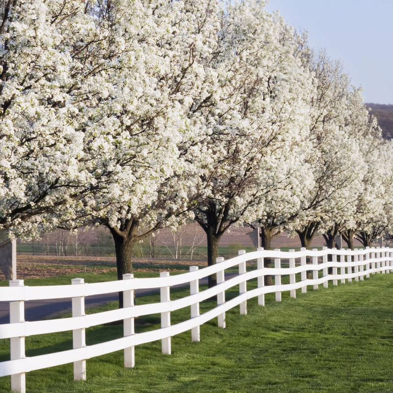 Pyrus calleryana 'Aristocrat' ornamental pear trees lining a driveway in New Zealand