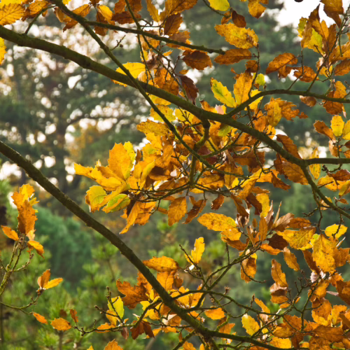 Golden-brown autumn leaves of Quercus afares on branches, with soft green foliage in the background
