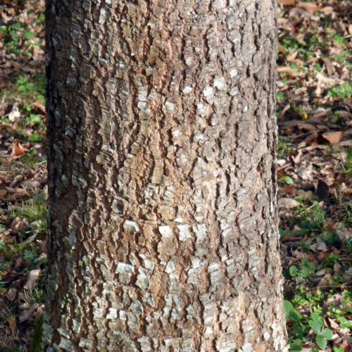 Close-up of the rough, textured bark of a Quercus afares tree, with dry leaves and green grass on the forest floor in the background.