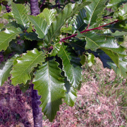 Close-up of vibrant green, serrated leaves on a Quercus afares tree, showcasing detailed veins and a slightly glossy texture against a blurred natural background.