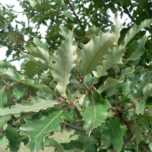 Close-up of vibrant green Quercus afares leaves with deeply lobed edges, showcasing intricate veining and a slightly serrated texture on woody branches.
