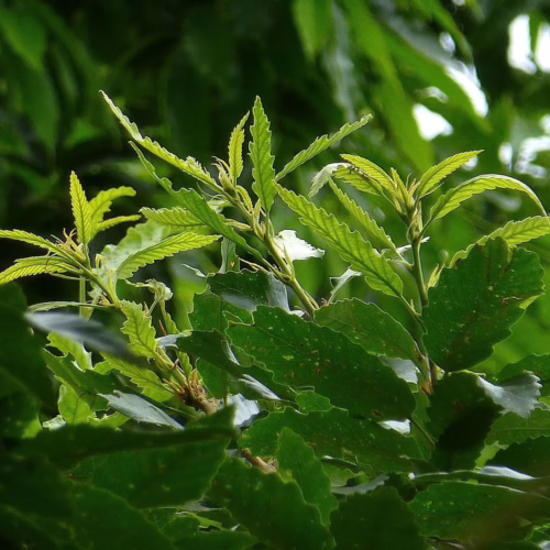 Quercus afares leaves, showcasing vibrant green new growth and serrated edges, against a blurred background of lush foliage