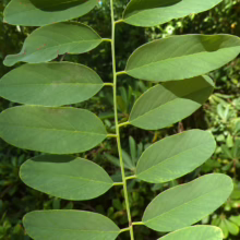 Robinia pseudoacacia 'Umbraculifera' foliage: Close-up of a branch with smooth, oval green leaves arranged symmetrically along the stem.