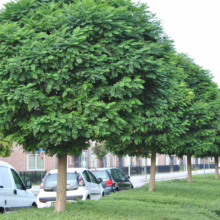 Row of Robinia pseudoacacia 'Umbraculifera' trees with dense, rounded canopies lining a street, providing shade and greenery