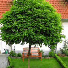 Robinia pseudoacacia 'Umbraculifera' tree with a dense, round crown, providing shade over a wooden bench in a green lawn setting.