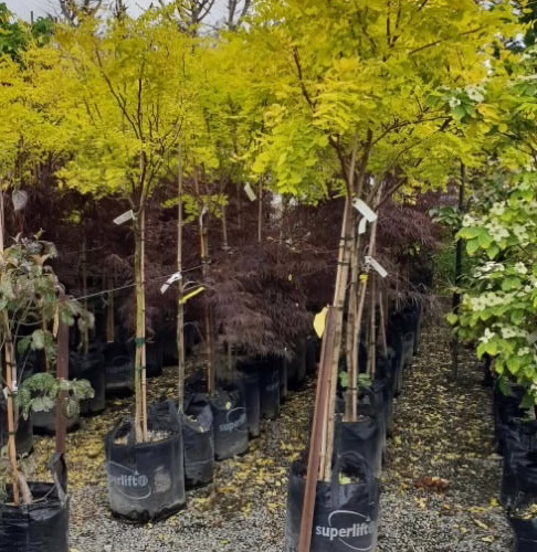 Robinia pseudoacacia ‘Tropical Splash’ trees with vibrant yellow foliage in black grow bags, displayed outdoors on a gravel surface.