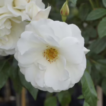 Iceberg Floribunda Rose: Pure white petals, yellow center, surrounded by green leaves and a rosebud. Classic garden roses.