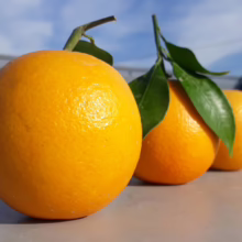 Three 'Fukumoto' citrus oranges in a row, vibrant orange color, with green leaves attached to one, against a bright sky
