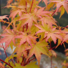 Acer palmatum 'Fjellheim' with vibrant yellow leaves edged in pink, showcasing its unique color gradient on red stems.