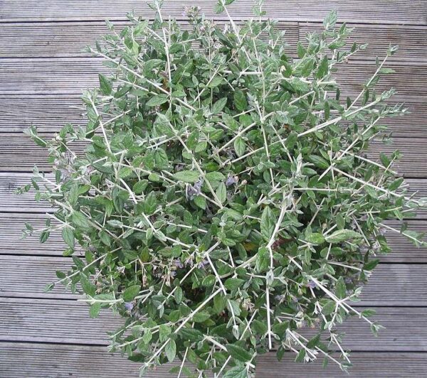 <i> Teucrium fruticans</i>