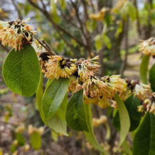 Sycoparrotia semidecidua branch with green leaves and unique yellow-brown flower clusters.