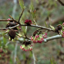 Sycoparrotia semidecidua branch: new green leaves unfurl alongside unique red-tipped flowers, showcasing spring's arrival