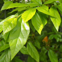 Sycoparrotia semidecidua: Vibrant green leaves showcasing the plant's lush foliage.