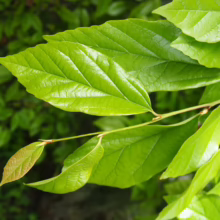 Sycoparrotia semidecidua leaves: vibrant green foliage with prominent veins, showcasing fresh spring growth