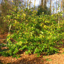 Sycoparrotia semidecidua bush with vibrant green and yellow foliage, thriving in a natural woodland environment