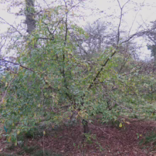 Sycoparrotia semidecidua tree with green leaves and brown branches in a natural setting.