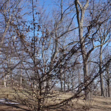Sycoparrotia semidecidua: Small tree with persistent brown leaves in winter, against a backdrop of bare trees and blue sky.