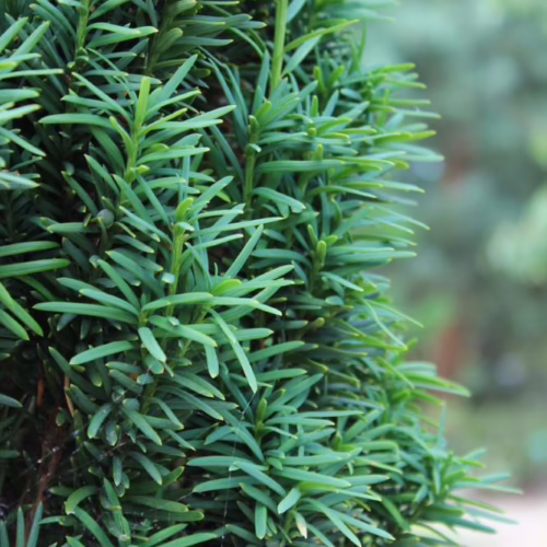 Taxus baccata ‘Fastigiata’ columnar evergreen shrub with dense, dark green, needle-like foliage, perfect for formal gardens and hedges.