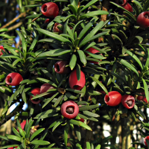 Taxus baccata ‘Fastigiata’ branches laden with vibrant red berries and dark green needle-like leaves in sunlight