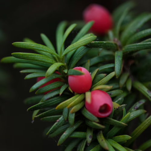 Taxus baccata ‘Fastigiata’ yew tree branch with vibrant red berries and dark green needle-like leaves, a striking evergreen specimen