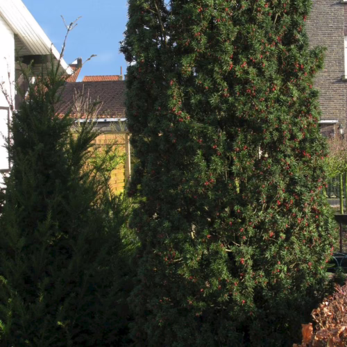 Taxus baccata ‘Fastigiata’ columnar yew tree with dense dark green foliage and small red berries, ideal for formal gardens and screening