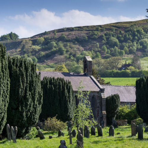 Taxus baccata ‘Fastigiata’ columnar yew trees in a churchyard, with a rolling green hillside and blue sky in the background
