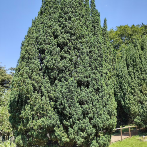 Taxus baccata ‘Fastigiata’ columnar evergreen tree, densely packed with dark green foliage, forming a tall, narrow, upright shape perfect for formal gardens or screening.