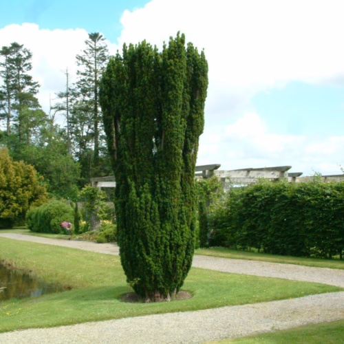 Taxus baccata ‘Fastigiata’ columnar yew tree, a tall, dense evergreen with dark green foliage, featured in a formal garden setting with a pond and pathway.