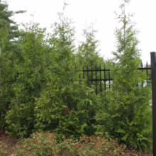 Thuja ‘Green Giant’ evergreens form a lush green privacy screen behind a black metal fence. Dense, upright growth habit.