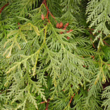 Thuja ‘Green Giant’ foliage: dense, vibrant green evergreen branches with a soft, feathery texture and reddish stems.