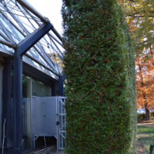 Tall, dense Thuja ‘Green Giant’ evergreen tree beside a glass-walled building, showcasing its vibrant green foliage and columnar shape